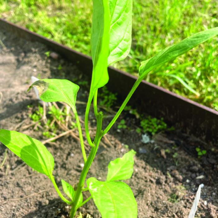 Pruning the terminal buds from pepper transplants encourage the plants to grow bushier. The white arrow points to the spot where I snipped the bud from the tip of this plant. You can see tiny “suckers” growing from the spot where each leaf meets the main stem. These suckers will become new buds, resulting in a bushier, more productive plant.