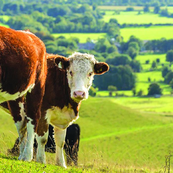 There were 57,925 head of beef cattle in the county this spring – double the number of people.
