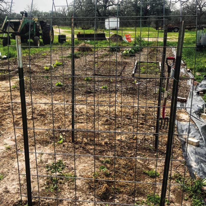 You can build an arched trellis using four t-posts and a 16-foot cattle panel.