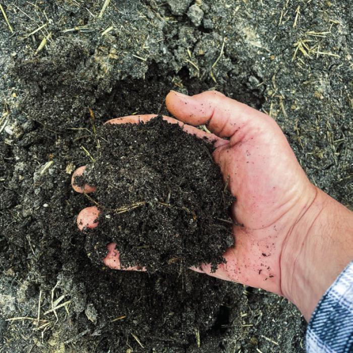 Several years of feeding hay to my cows in the same spot has produced a rich, composty soil. I just hope it doesn’t contain any herbicide residue from the hay. I’m conducting a bioassay by planting beans in this spot to see if its safe for vegetable crops.