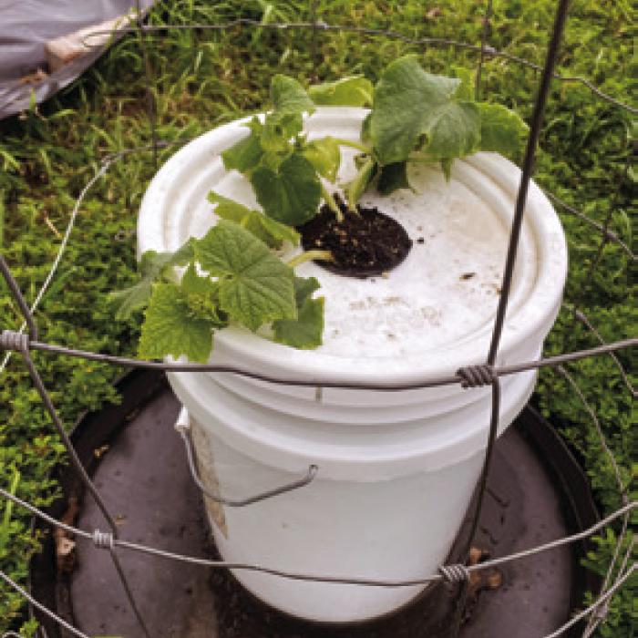 My neighbor down the road, Joe Fietsam, grows slicing cucumbers in homemade hydroponic buckets. He gave me one last week to try out.