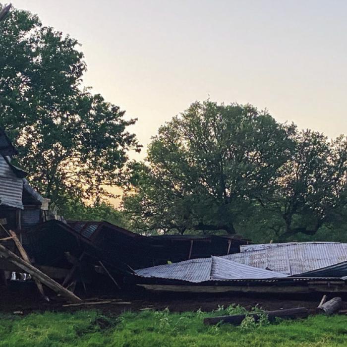 A barn on the McBride place near Engle collapsed with 25 head of cattle trapped inside on Saturday because of a storm.