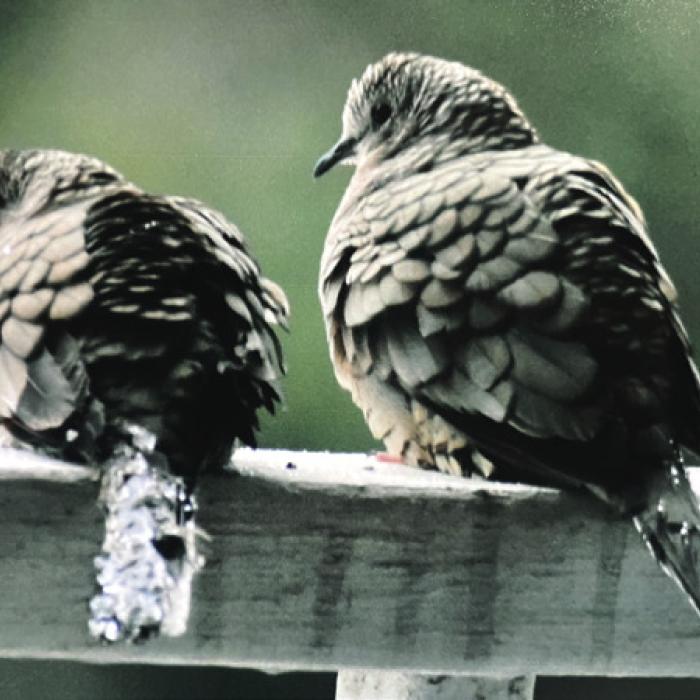 Here are a pair of Inca Doves with ice on their tails.