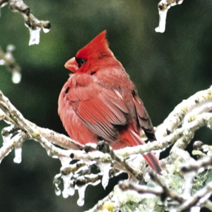 Here is a male Cardinal on some ice-covered branches.
