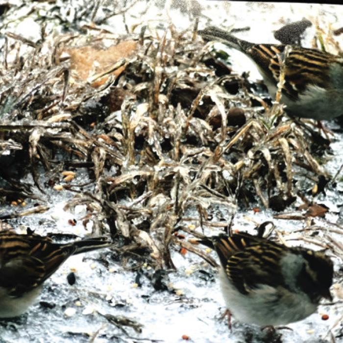 A trio of House Sparrows picking up food on the icy ground.