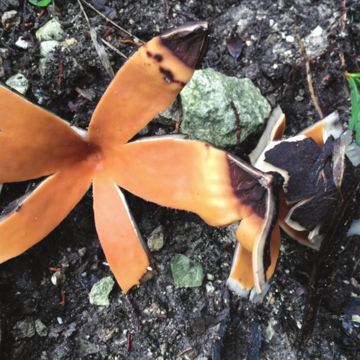 One of World’s Rarest Mushrooms Found in Fayette County