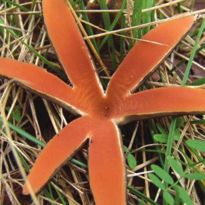 One of World’s Rarest Mushrooms Found in Fayette County