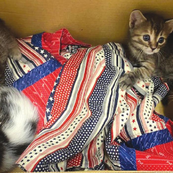 The four kittens that were rescued out of Janice Teinert’s car.