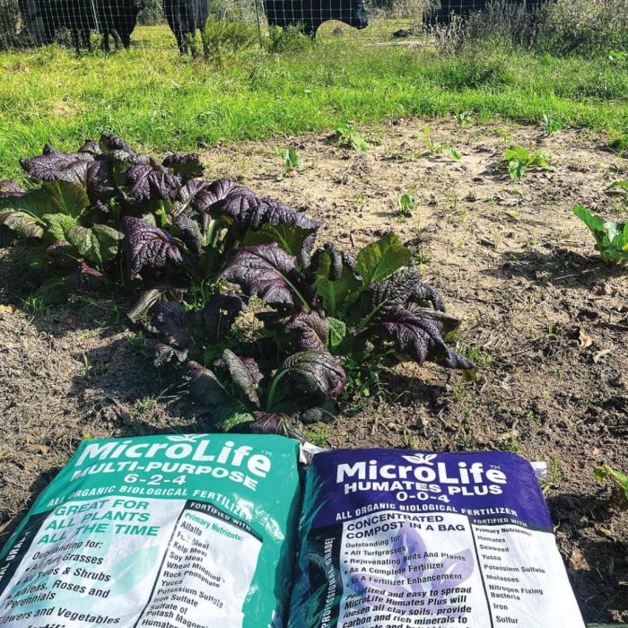 The cows, of course, thought I was bringing them cubes when I dragged these bags of Microlife fertilizer and humates to my winter garden for a picture. Notice the patch of Japanese purple mustard greens in the photo. These are some of the tastiest mustards I’ve ever grown. They are very pungent with a slight garlic flavor when eaten fresh. The flavor mellows with cooking but remains very mustardy. I got the seeds from Baker Creek Seed Co. at rareseeds.com. Photo by Andy Behlen