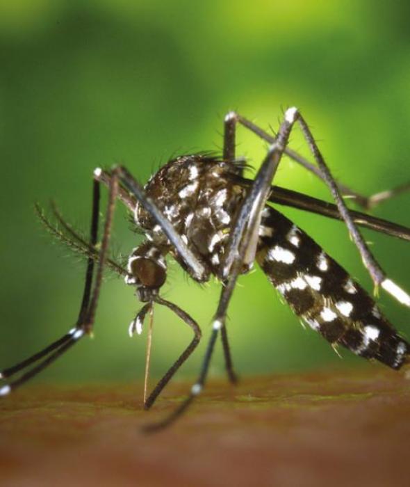 Biting mosquitoes like this Aedes variety prefer different breeding sites and are active at different times throughout a day.