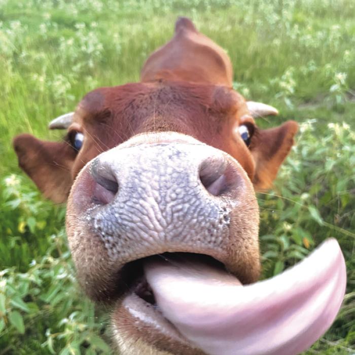 On the Tip of the Tongue