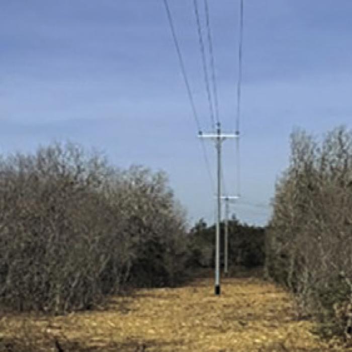 Vegetation cut around FEC power lines for safety.