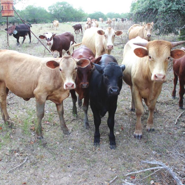 Drought Makes it Tough for Ranchers To Make Ends Meat