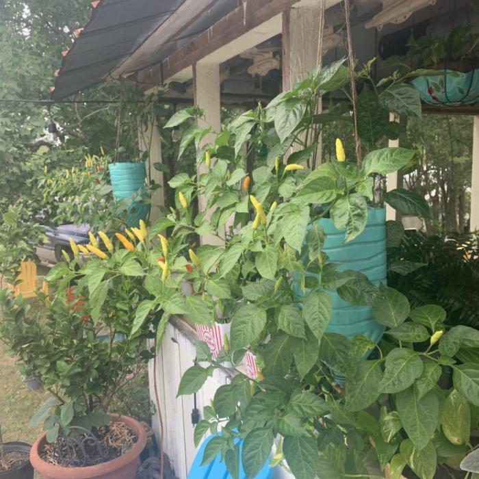 A few months ago, Janessa made these hanging pots out of some used plastic water bottles that she cut the bottoms out of and painted. We planted tabasco pepper seedlings in them upside down through the bottle neck and then filled the rest of the bottle up with soil. They are fun to watch as they grow. Photo by Andy Behlen