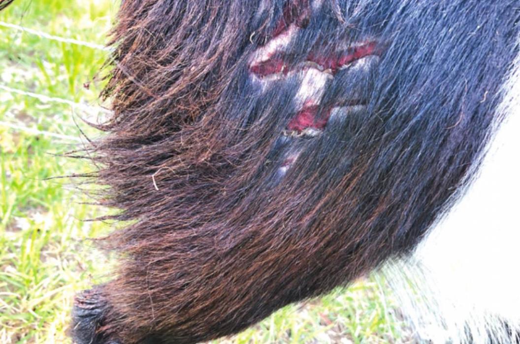 Big claw marks are visible from a suspected big cat attack on a goat.