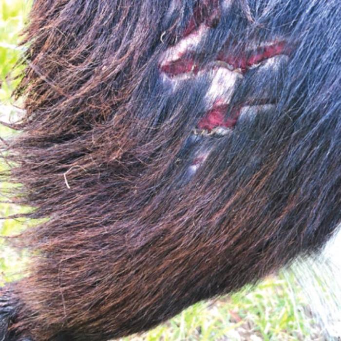Big claw marks are visible from a suspected big cat attack on a goat.