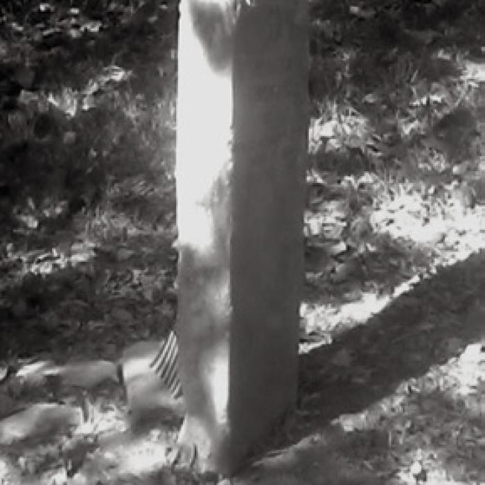 The rural grave of this Fayette County veteran is marked with a flag.
