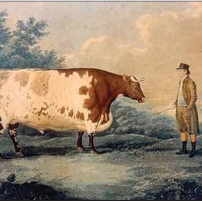 Where Have All the Shorthorns Gone? | The Fayette County Record