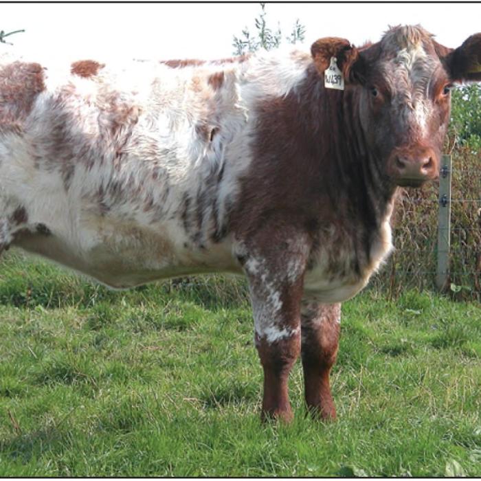 Where Have All the Shorthorns Gone?