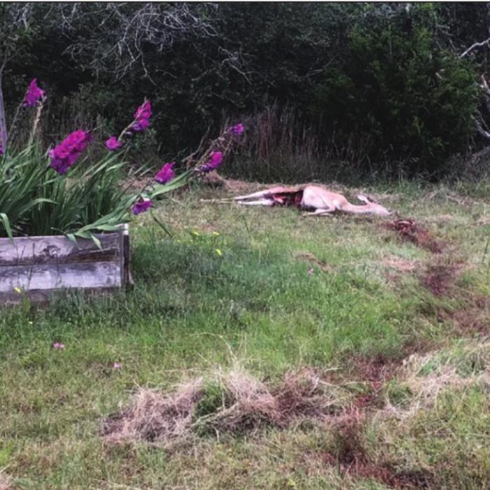 David and Linda McCall shared this image of the deer that was killed in their back yard in Waldeck this weekend. Notice the trail of blood through the grass, indicating where the deer had been dragged.