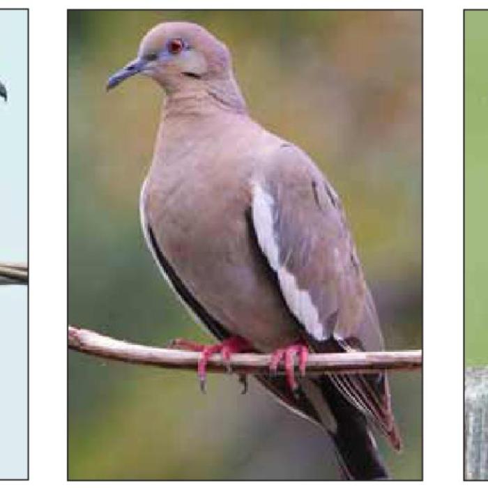 Know your doves Left to right: a Eurasian dove, a white wing dove and a mourning dove.