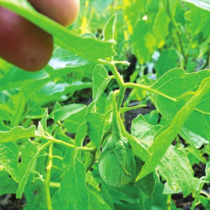 Right Soil Might Flavor Thai Eggplant