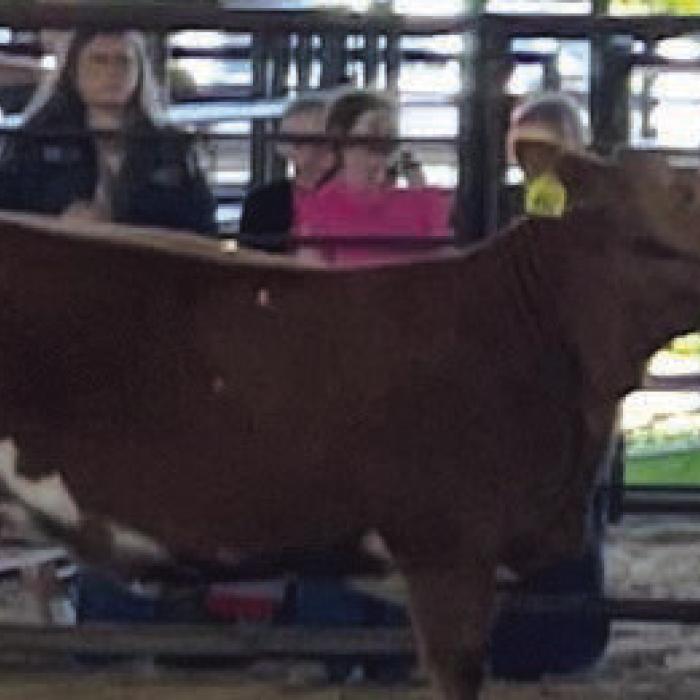 GRAND CHAMPION COMMERCIAL HEIFER – TATUM FRITSCH, FAYETTEVILLE 4-H