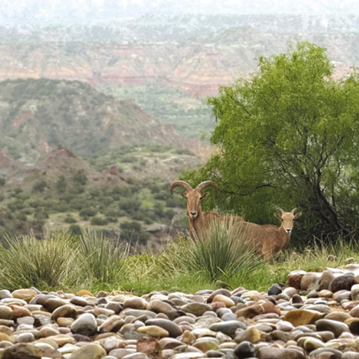 Elyse’s Grand Champion photo was a picture taken at Palo Duro Canyon.