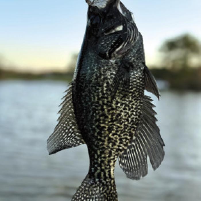 Elyse’s Reserve Grand Champion photo was a picture of a Crappie.