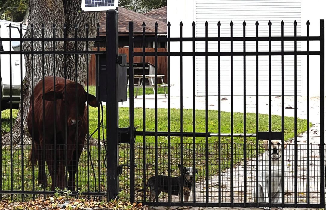 An Improba-bull Neighbor
