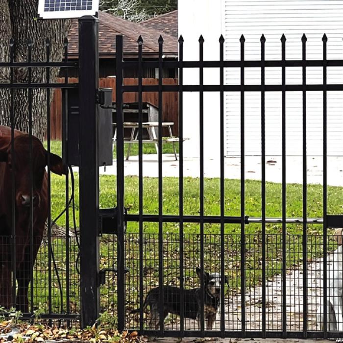 An Improba-bull Neighbor
