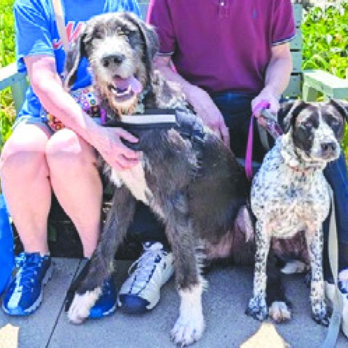 Jet with his new pack in Massachusetts. (I suppose Jet will vote Democrat from now on, but hey, we’re still glad Teresa found him a good home.)