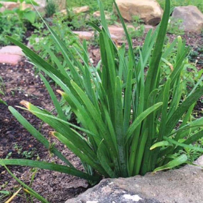 Flat-leafed Chinese garlic chives make an excellent edible ornamental for landscapes.