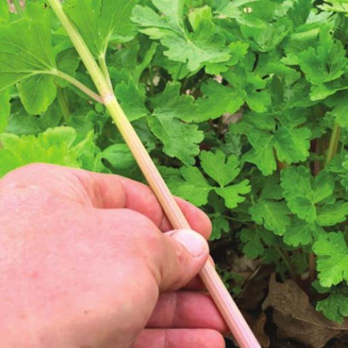 Bubble gum-colored Chinese pink celery grows a thinner stalk than the celery seen in grocery stores but it packs much more flavor.