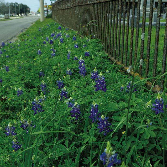 A few patches of bluebonnets began popping up in the area over the last couple of weeks, including this one growing along the side of Travis St. in La Grange next to the Old City Cemetery. It’s a little early for bluebonnets. Bluebonnets typically start blooming between the end of March and mid- to late-April, according to the Lady Bird Johnson Wildflower Center. However, ample winter rain and warm temperatures this time of year can boost their blooming potential. Photo by Andy Behlen