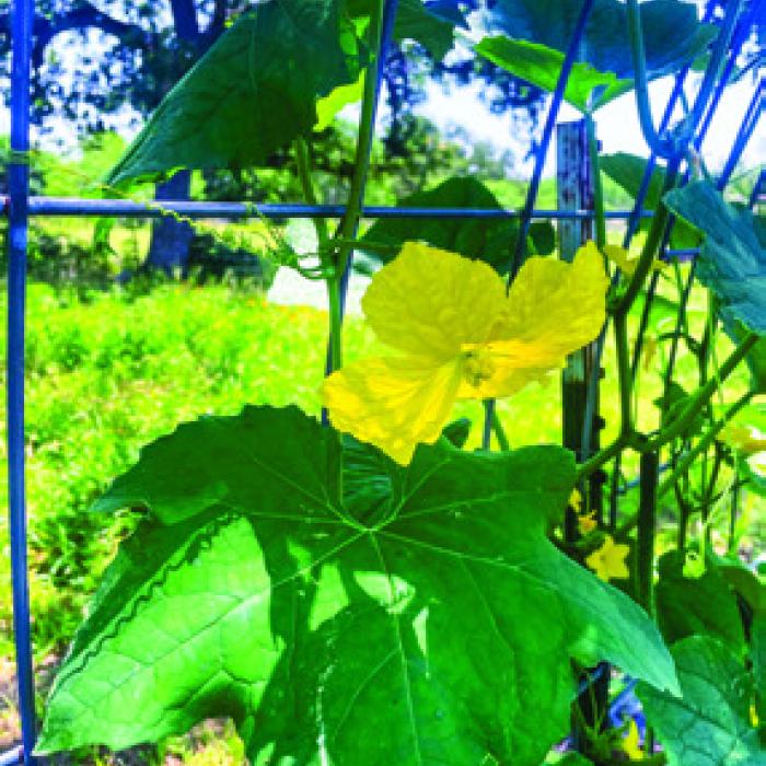 I’m growing luffa gourds for the first time this year, and I love their huge yellow flowers. Look how much bigger they are than the cucumber flowers behind it.