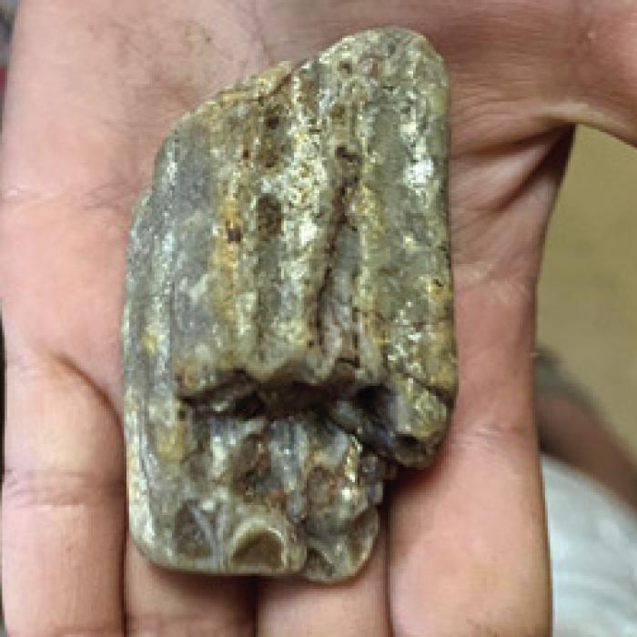 An Artificial Intelligence tool says this is a mammoth tooth, one of several treasures our family found here recently.