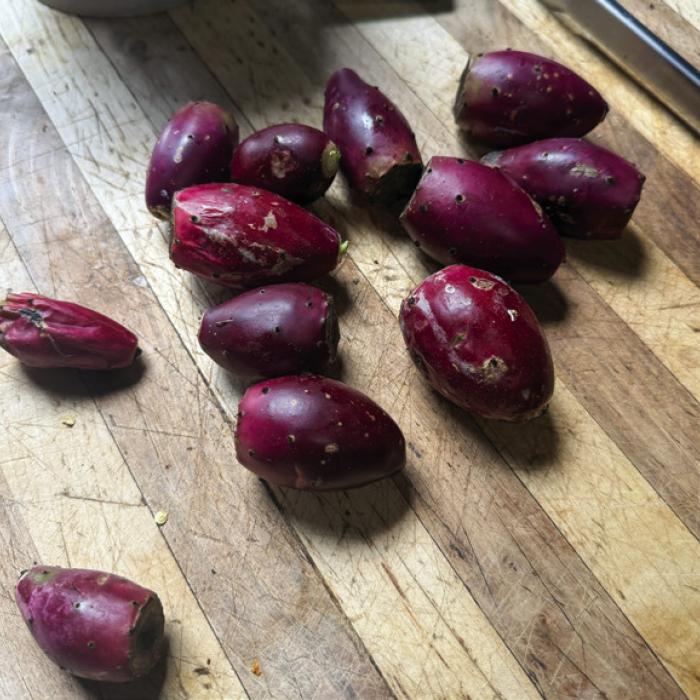 I’ve Been Harvesting Prickly Pear Fruit