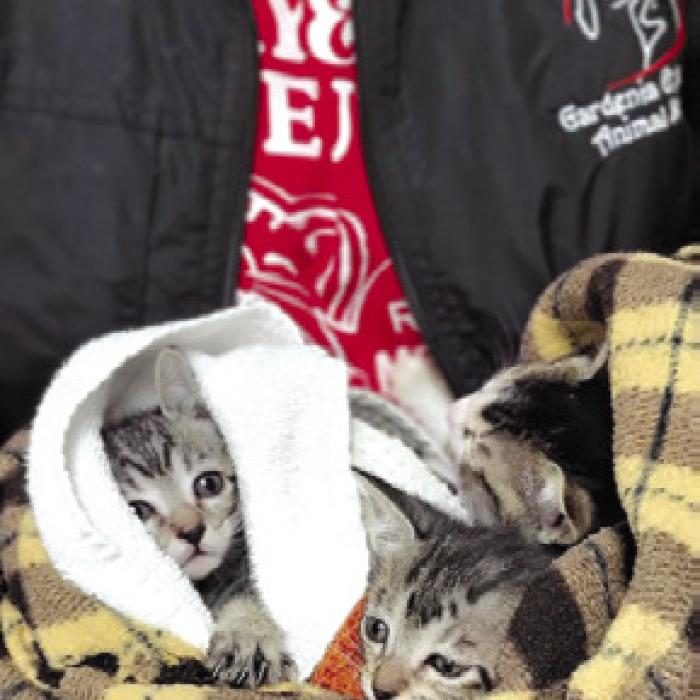 The first litter of 2025. Safe and warm in foster to fatten up and get some vaccines on board and they’ll be available for new forever homes in a couple of weeks.