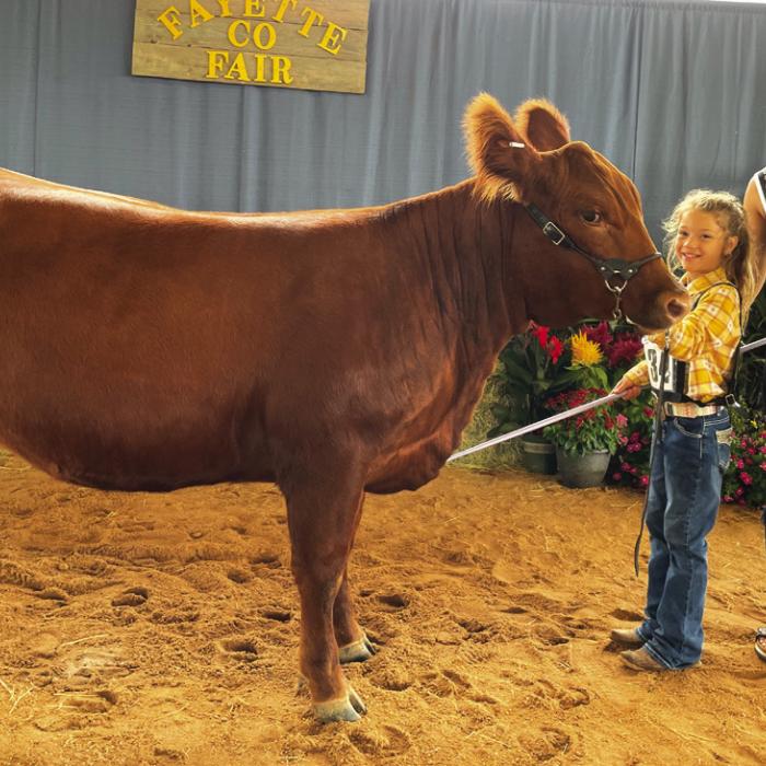 JUNIOR BEEF BREEDING SHOW EXOTIC RESERVE CHAMPION Raelynn Beseda with Fayette County Fair Queen Teagan Branch