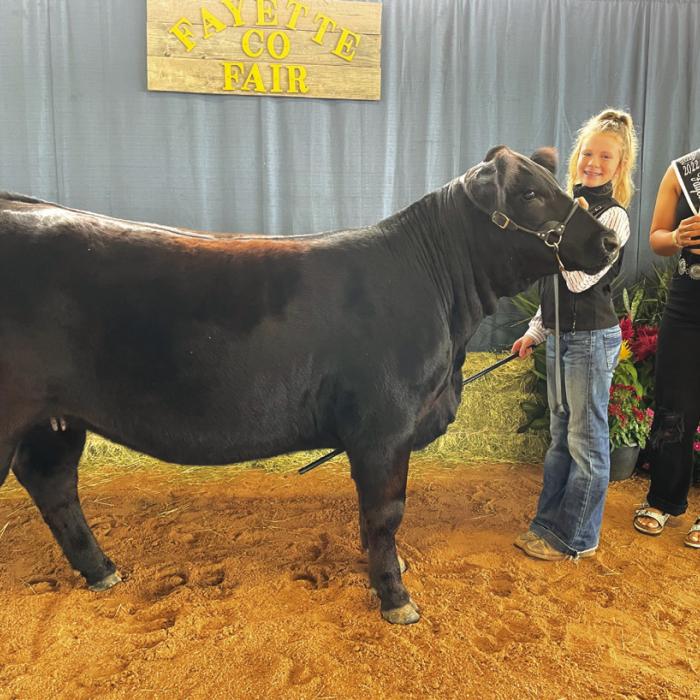 JUNIOR BEEF BREEDING SHOW INTERMEDIATE SHOWMANSHIP Sawyer Mau and Fayette County Fair Queen Teagan Branch