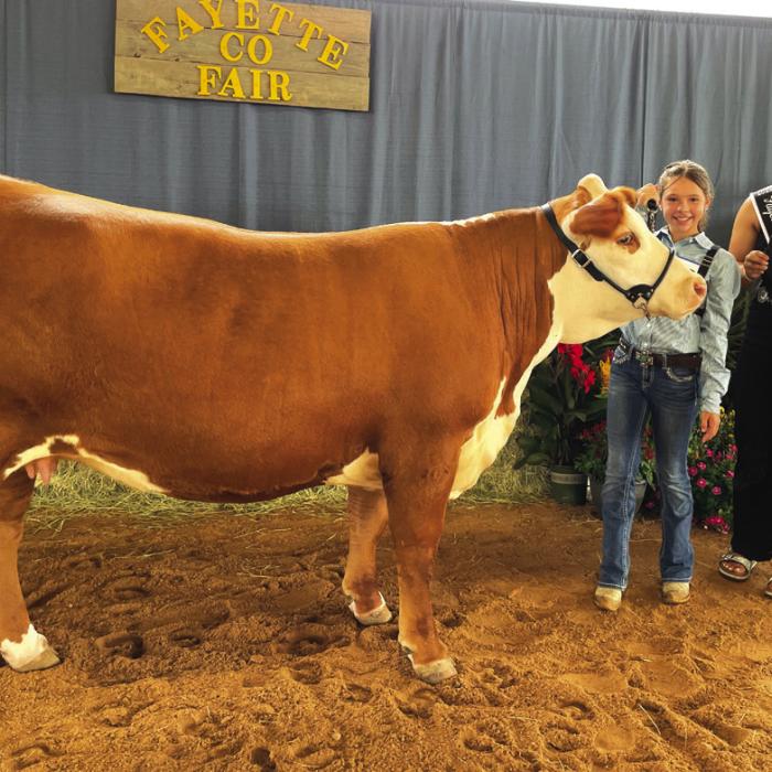 JUNIOR BEEF BREEDING SHOW BRITISH RESERVE CHAMPION Alexis Berckenhoff with Fayette County Fair Queen Teagan Branch
