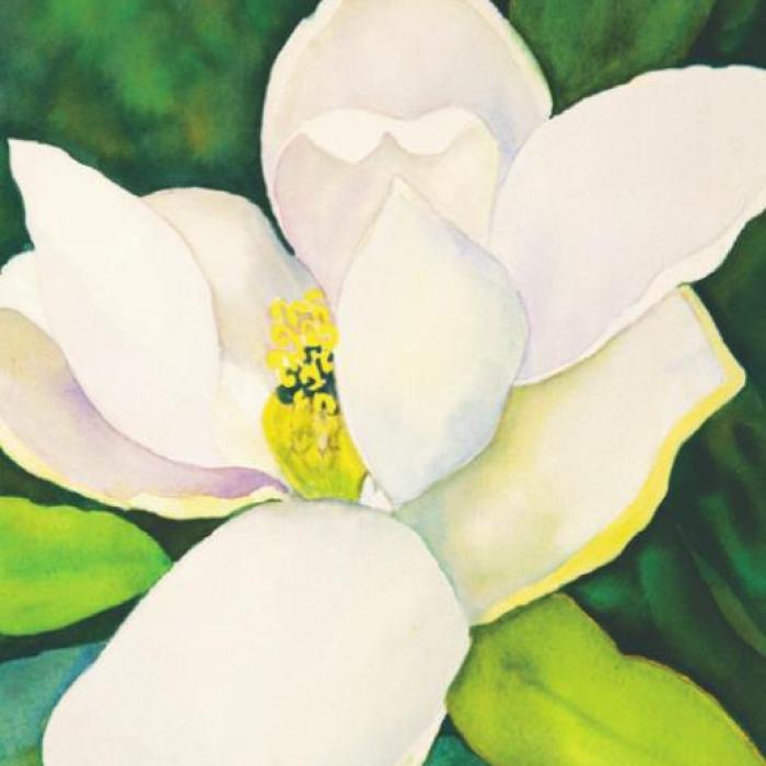 Milky Magnolia by Kathy Callaway, Watercolor