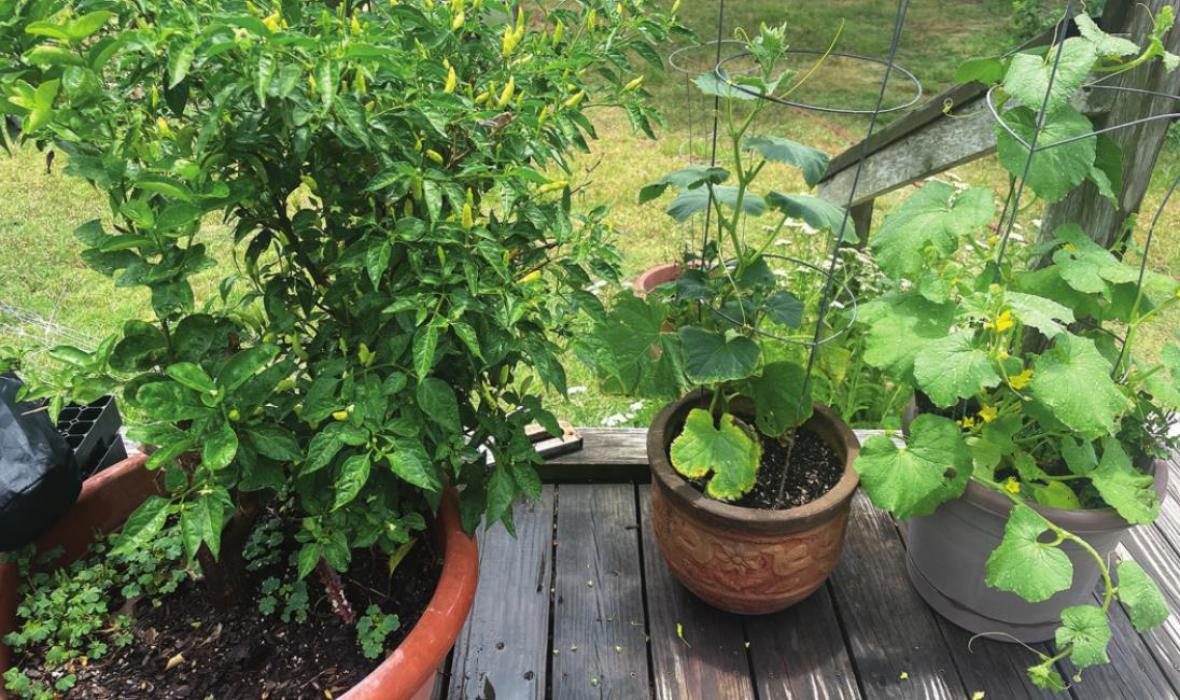 Gardening Thoughts: Orange Oil and Container Gardening
