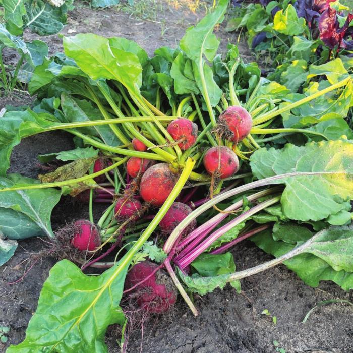 I’ve been harvesting about this many beets every four or five days.