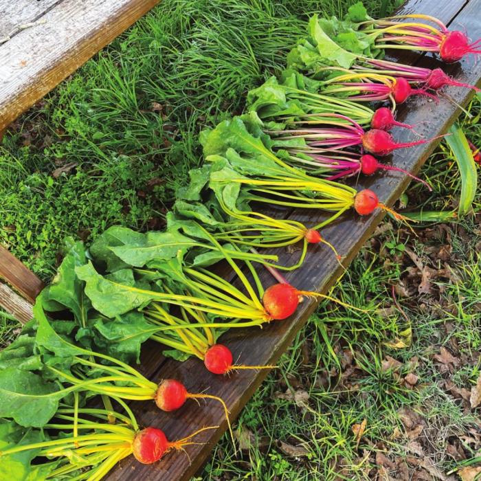 I think beets are one of the prettiest vegetables you can grow.
