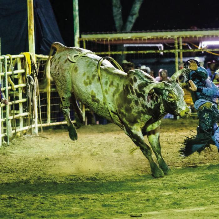 A pair of bullfighters help a cowboy escape after falling off this mean bull.