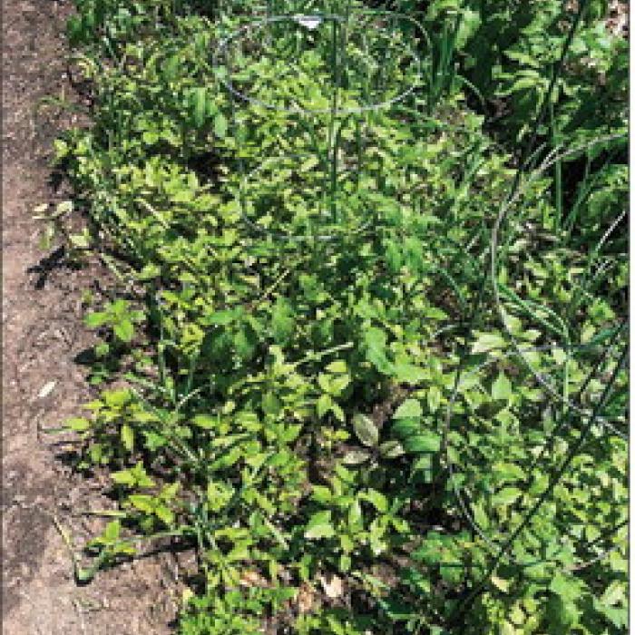 I need to thin out some of the basil that has volunteered in the spot where I’m growing some tomatoes, onions and garlic this year.
