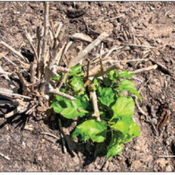 Chili petin bushes often regrow from the base after the winter in our area.