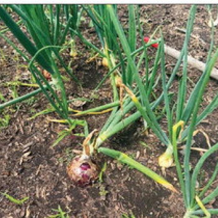 A few of my onion plant tops have fallen over, indicating they are ready for harvest.